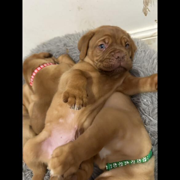 Dogue De Bordeaux - Both