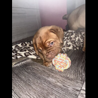 Dogue De Bordeaux - Both
