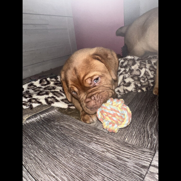 Dogue De Bordeaux - Both