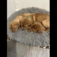 Dogue De Bordeaux - Both