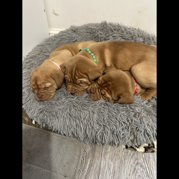 Dogue De Bordeaux - Both