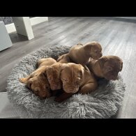 Dogue De Bordeaux - Both
