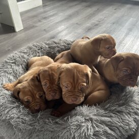 Dogue De Bordeaux - Both