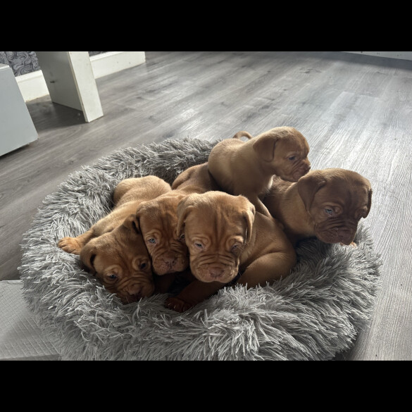 Dogue De Bordeaux - Both