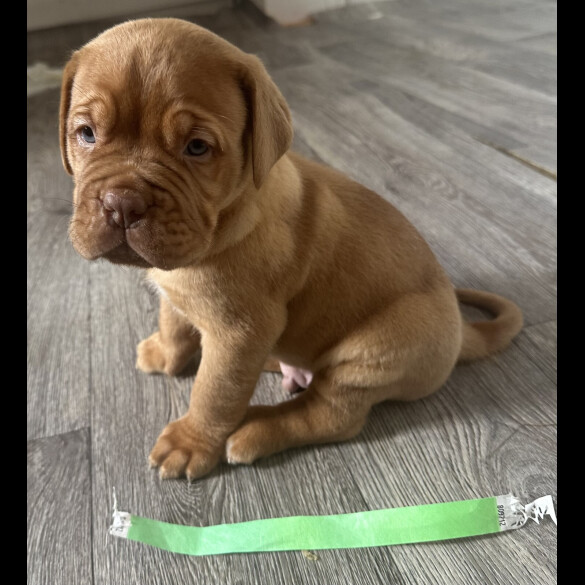 Dogue De Bordeaux - Both