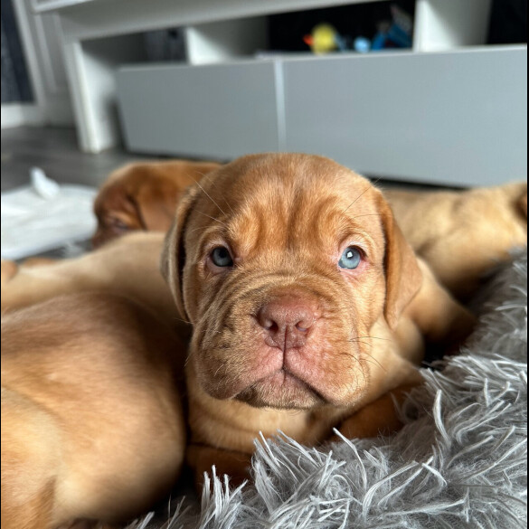 Dogue De Bordeaux - Both