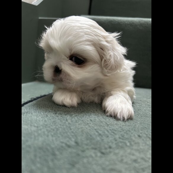 Pekingese - Both