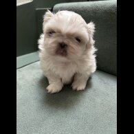 Pekingese - Both