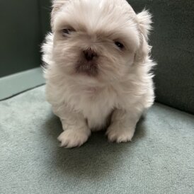 Pekingese - Both