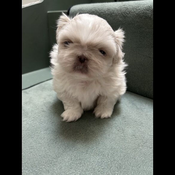 Pekingese - Both