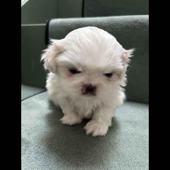 Pekingese - Both
