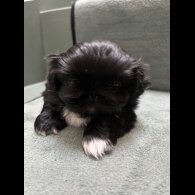 Pekingese - Both