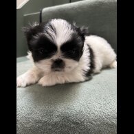 Pekingese - Both