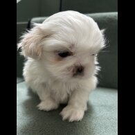 Pekingese - Both