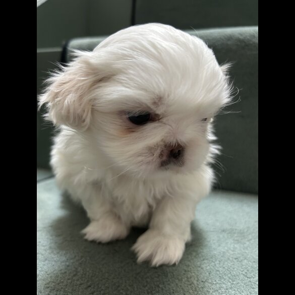 Pekingese - Both