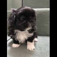 Pekingese - Both