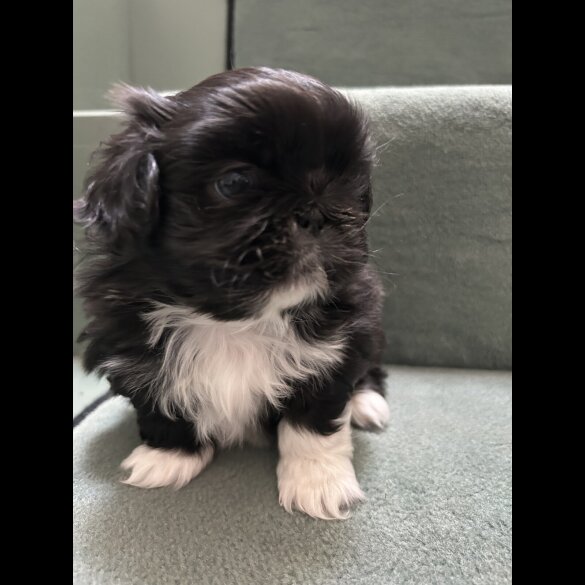 Pekingese - Both