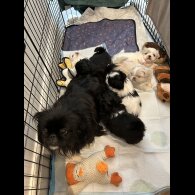 Pekingese - Both