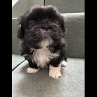 Pekingese - Both