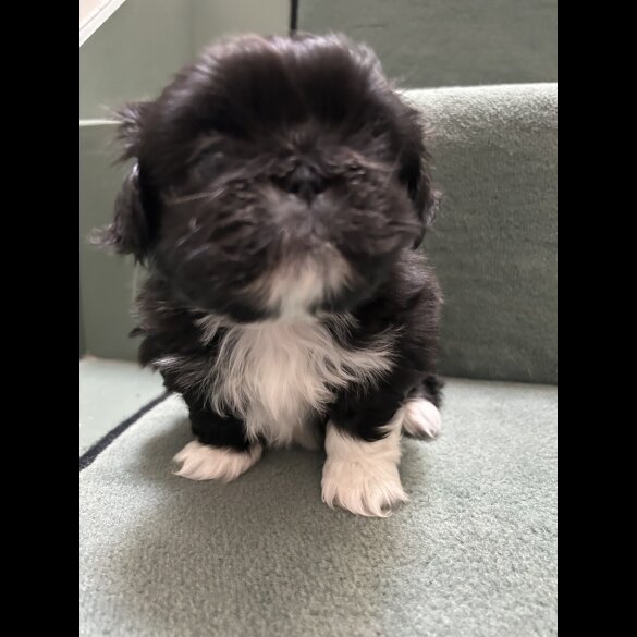 Pekingese - Both