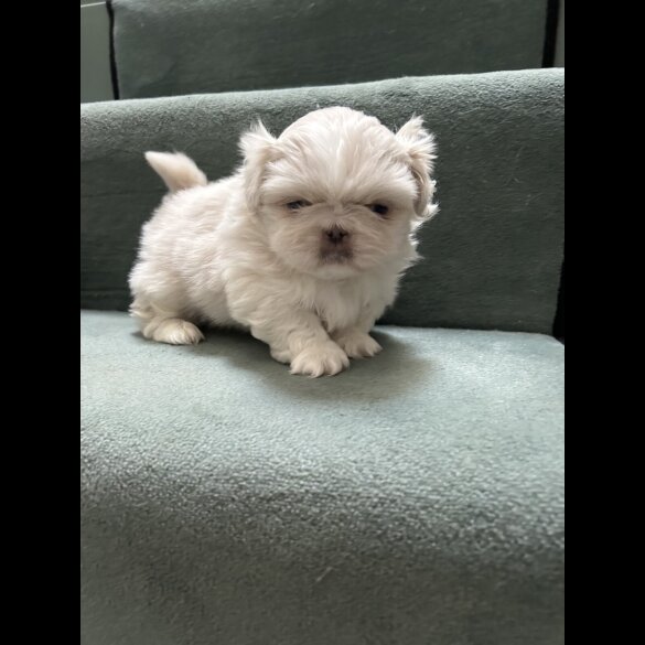 Pekingese - Both