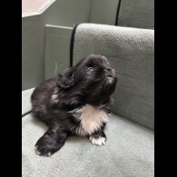 Pekingese - Both