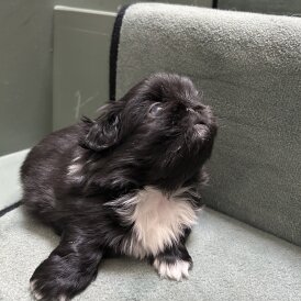 Pekingese - Both