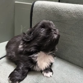 Pekingese - Both