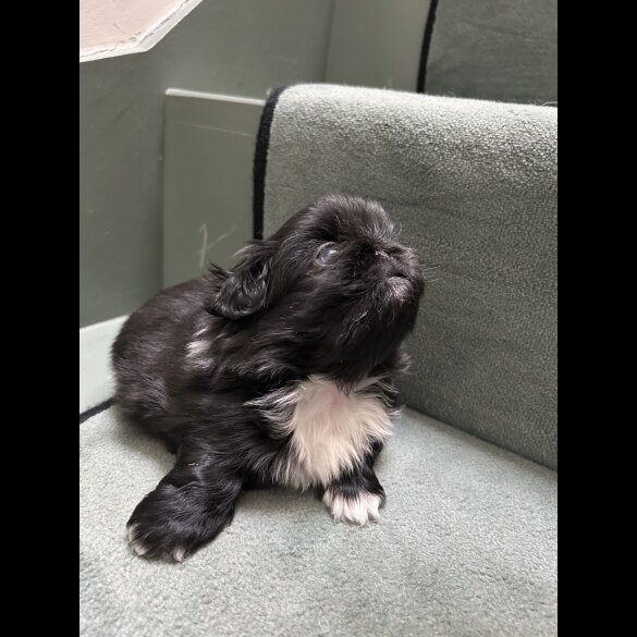 Pekingese - Both