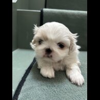 Pekingese - Both