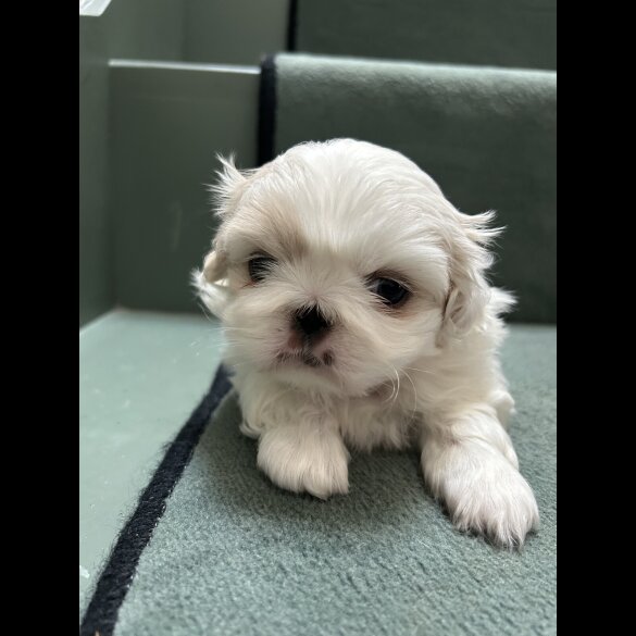 Pekingese - Both