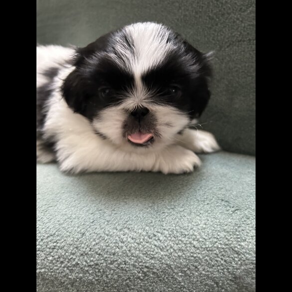 Pekingese - Both