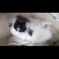 Pekingese - Bitches