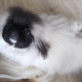 Pekingese - Bitches
