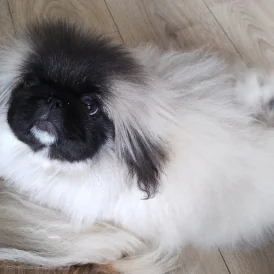 Pekingese - Bitches