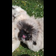 Pekingese - Bitches