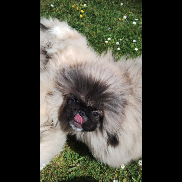 Pekingese - Bitches