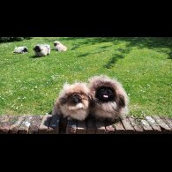 Pekingese - Bitches