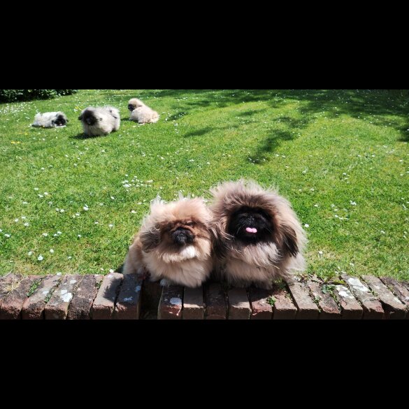 Pekingese - Bitches