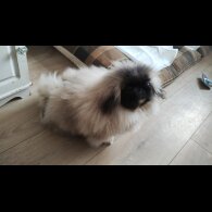 Pekingese - Bitches
