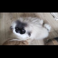 Pekingese - Bitches