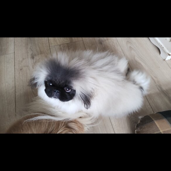 Pekingese - Bitches
