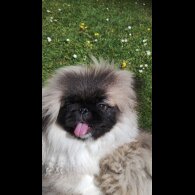 Pekingese - Bitches