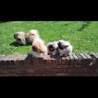 Pekingese - Bitches