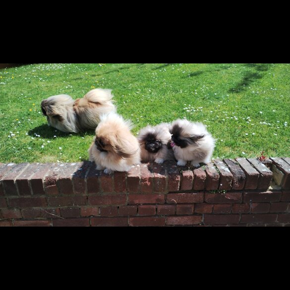 Pekingese - Bitches