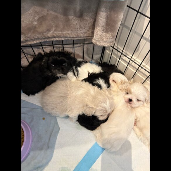 Pekingese - Both