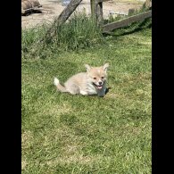 Welsh Corgi - Both