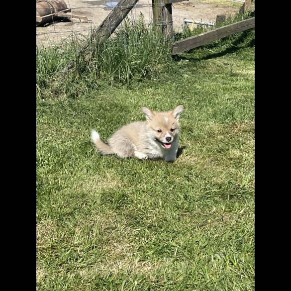 Welsh Corgi - Both
