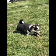Welsh Corgi - Both