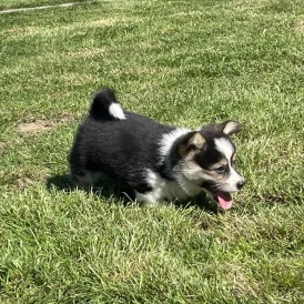 Welsh Corgi - Both